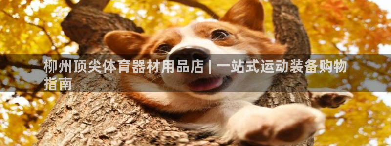 尊龙手机版下载